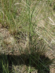 Heliophila rigidiuscula