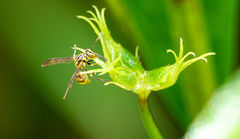 Ropalidia flavobrunnea