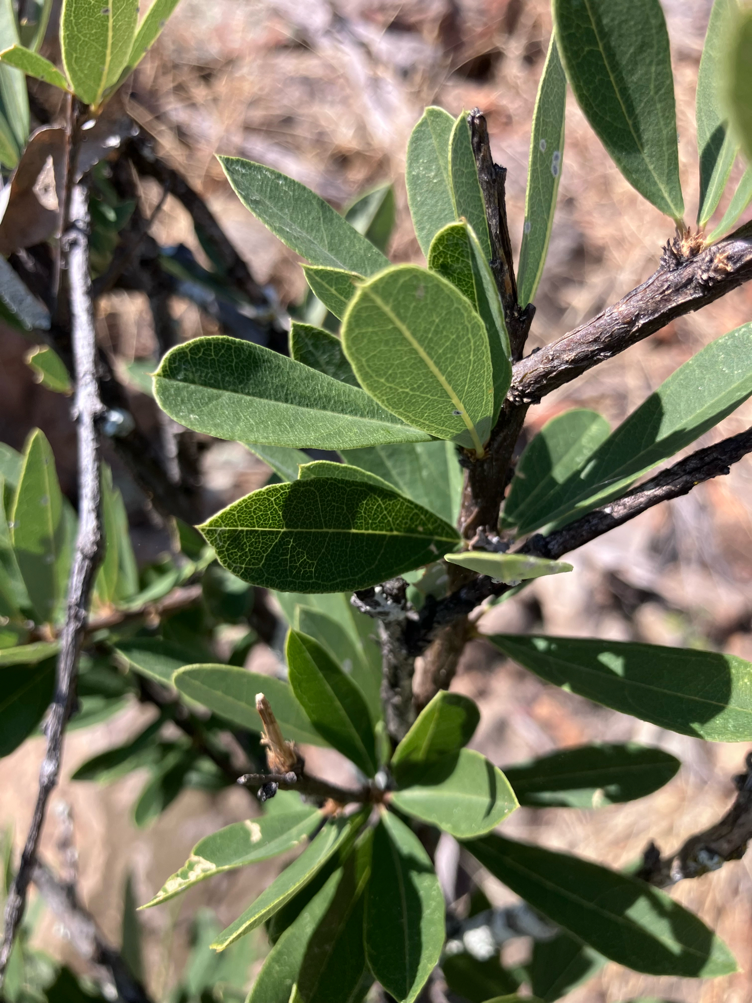 Rough-Leaved Shepherds Tree (Boscia integrifolia)