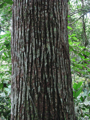 Cedrelinga cateniformis