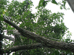 Cedrelinga cateniformis