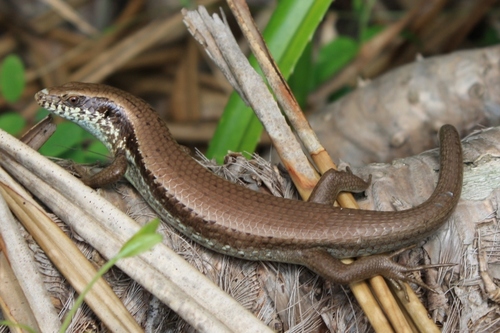 Longtail Mabuya, photo 5 of 10