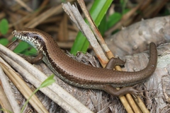 Long-Tailed Sun Skink photo 5