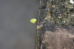 Acromyrmex octospinosus