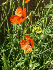 Papaver pinnatifidum