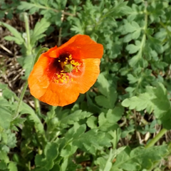 Papaver pinnatifidum