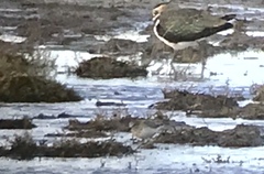 Calidris fuscicollis