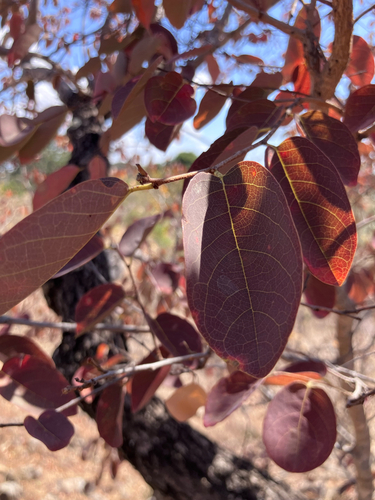 kuduberry (Pseudolachnostylis maprouneifolia)