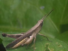 Phlaeoba fumosa