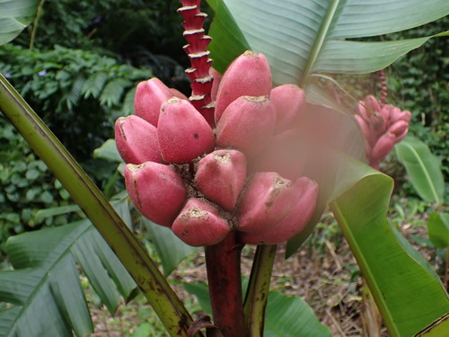 Musa velutina observed 2025-08-09