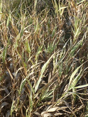 Phalaris arundinacea picta