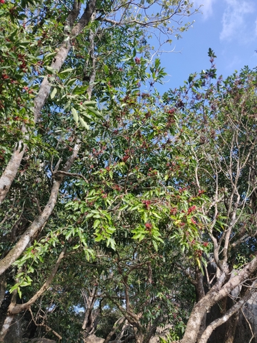 Arthroclianthus microbotrys observed 2025-08-10