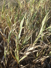 Phalaris arundinacea picta