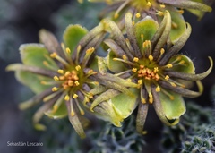 Hamadryas delfinii