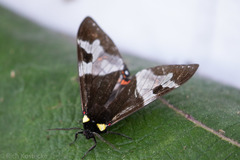 Dysschema marginalis