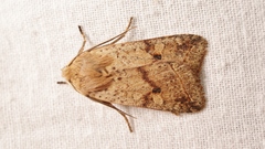 Agrochola blidaensis