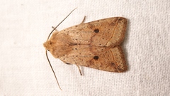 Agrochola blidaensis