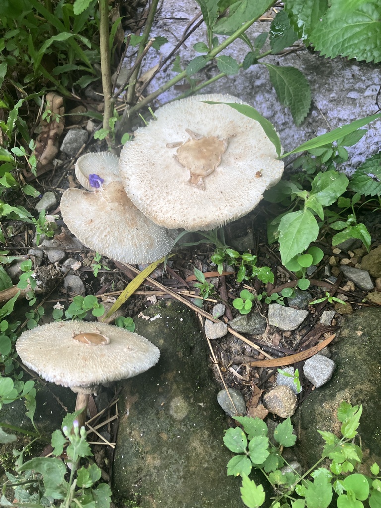 Chlorophyllum molybdites · July 2025 · photo: © naturalist61835 (iNaturalist, cc-by)