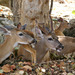 Key Deer - Photo (c) Tuoichen, some rights reserved (CC BY-NC), uploaded by Tuoichen