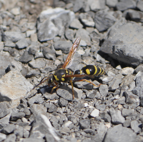 Katamenes arbustorum