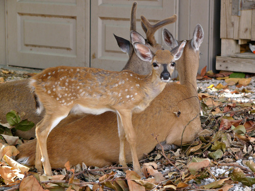 Key deer