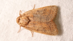 Agrochola pistacinoides