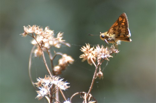Common Bellboy