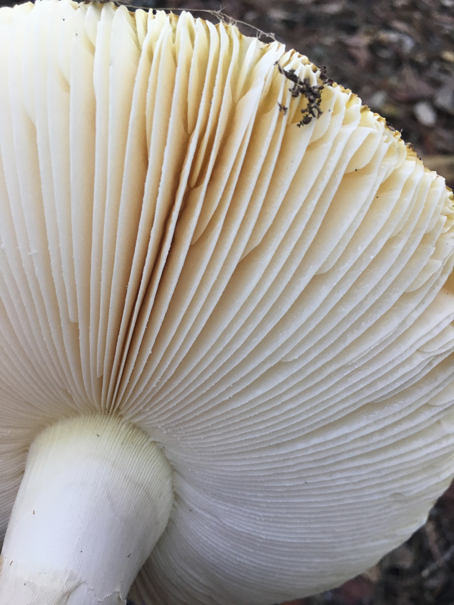 Amanita calyptroderma image