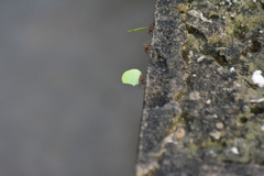 Acromyrmex octospinosus