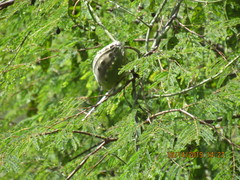 Senegalia berlandieri