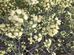 Baccharis articulata