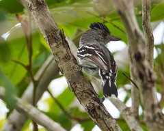 Thamnophilus pelzelni