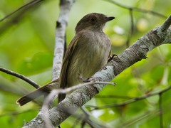 Pale-Bellied Tyrant-Manakin photo 3