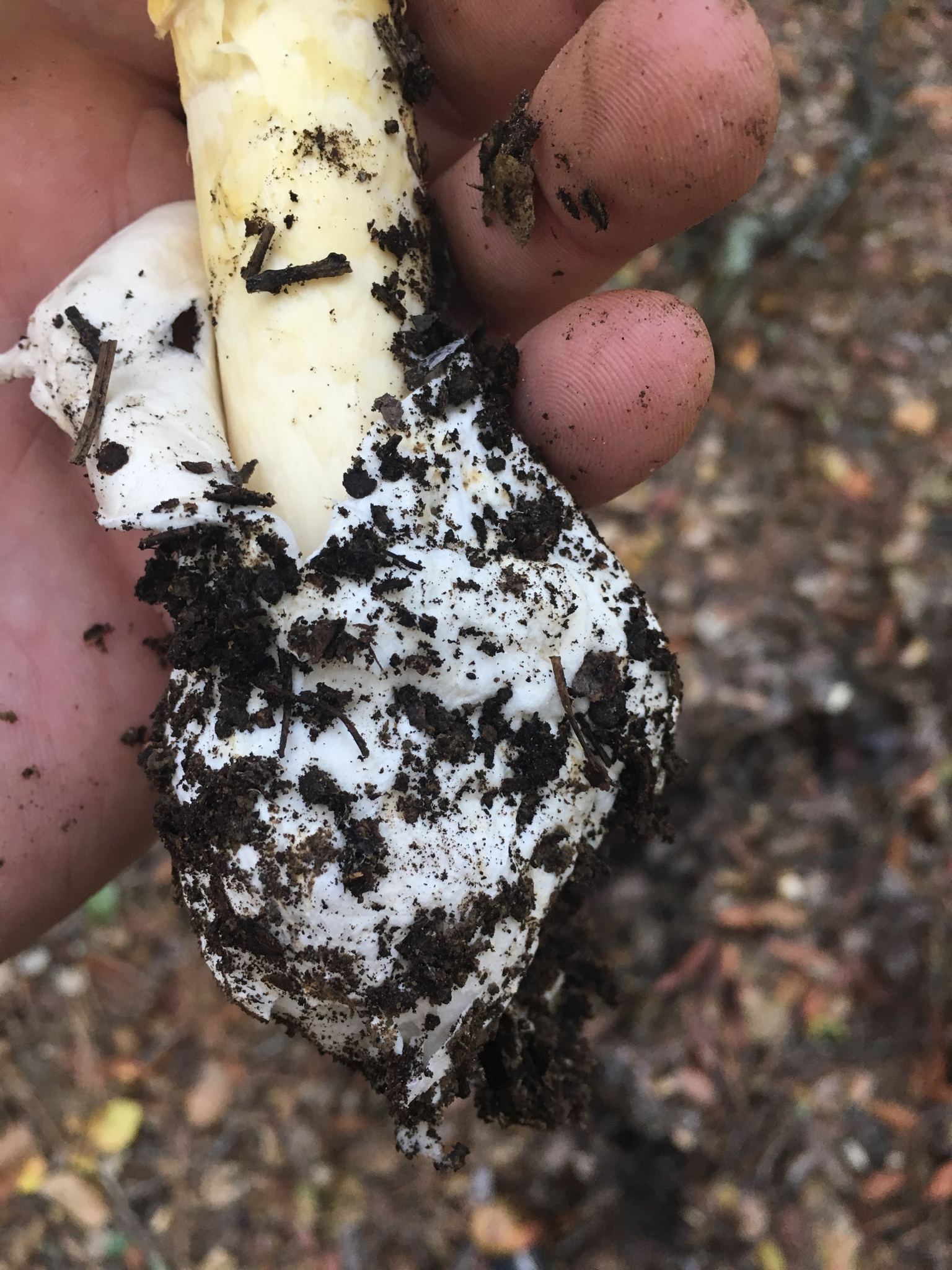 Amanita calyptroderma image