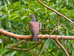 Patagioenas speciosa