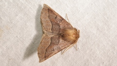 Crocallis tusciaria