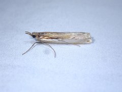 Crambus occidentalis