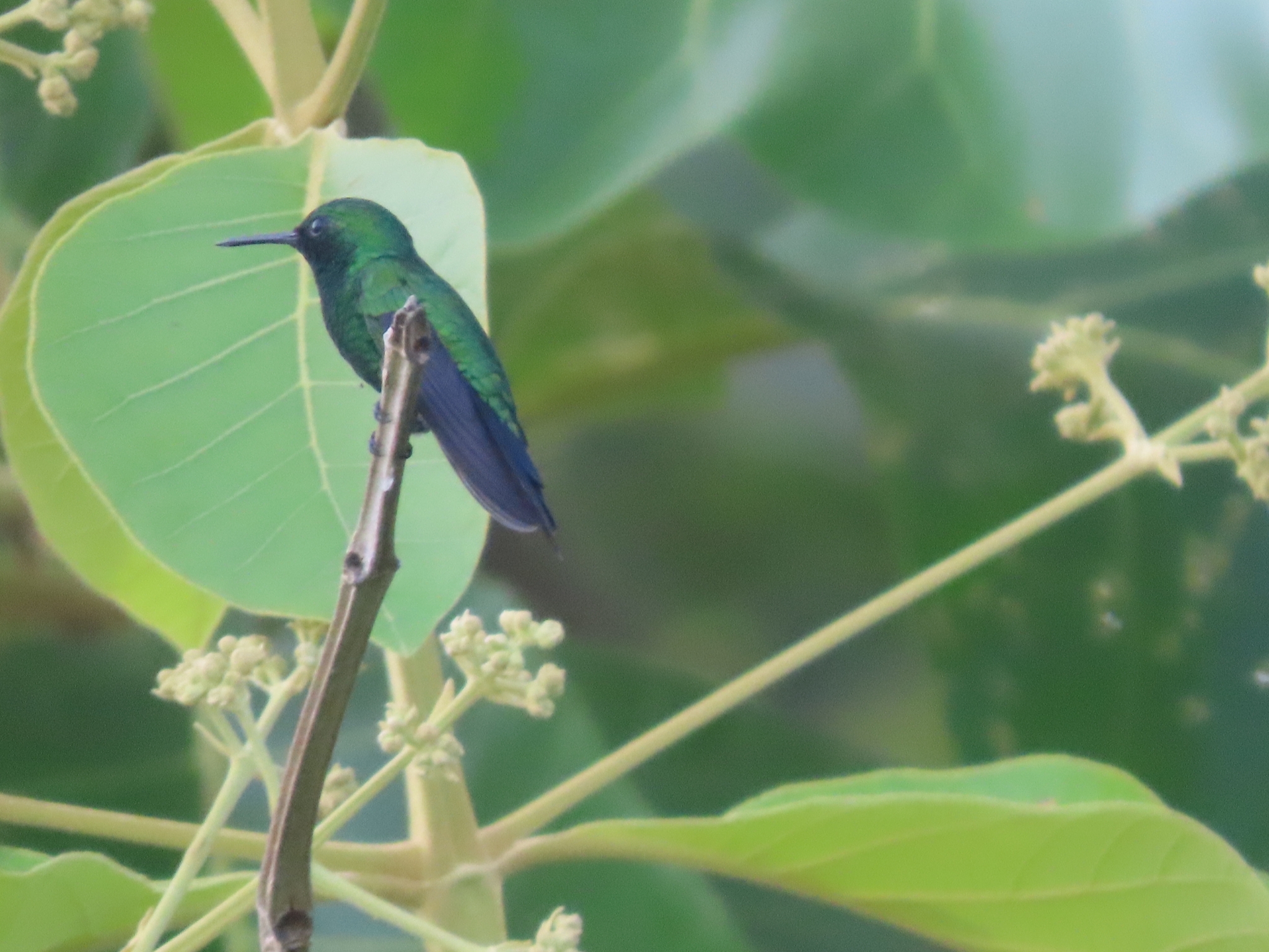 Garden Emerald (Chlorostilbon assimilis), photo 8