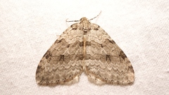 Epirrita christyi