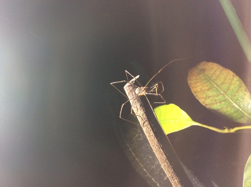 European Harvestman photo 5