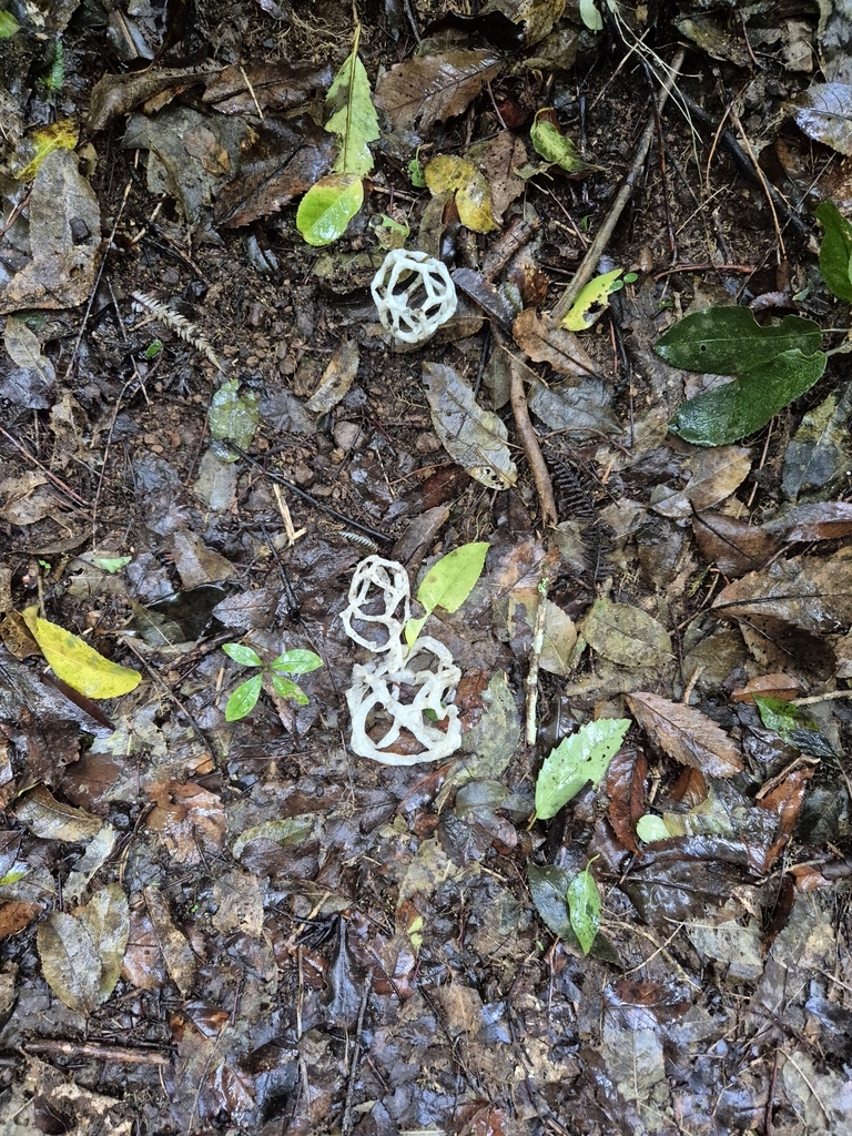 Ileodictyon cibarium · August 2025 · photo: © rempson (iNaturalist, cc-by)