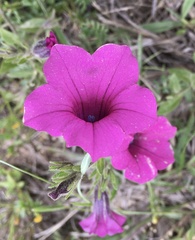 Petunia integrifolia