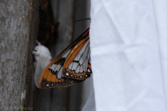 Dysschema marginalis