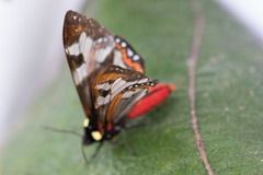 Dysschema marginalis