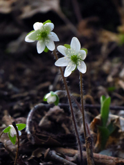 Hepatica acutiloba