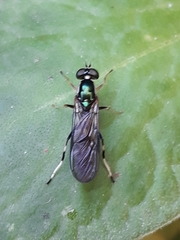 Merosargus
