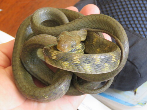 Guangxi cat snake
