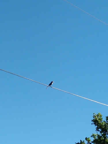 iNaturalist observation photo of California Scrub-Jay