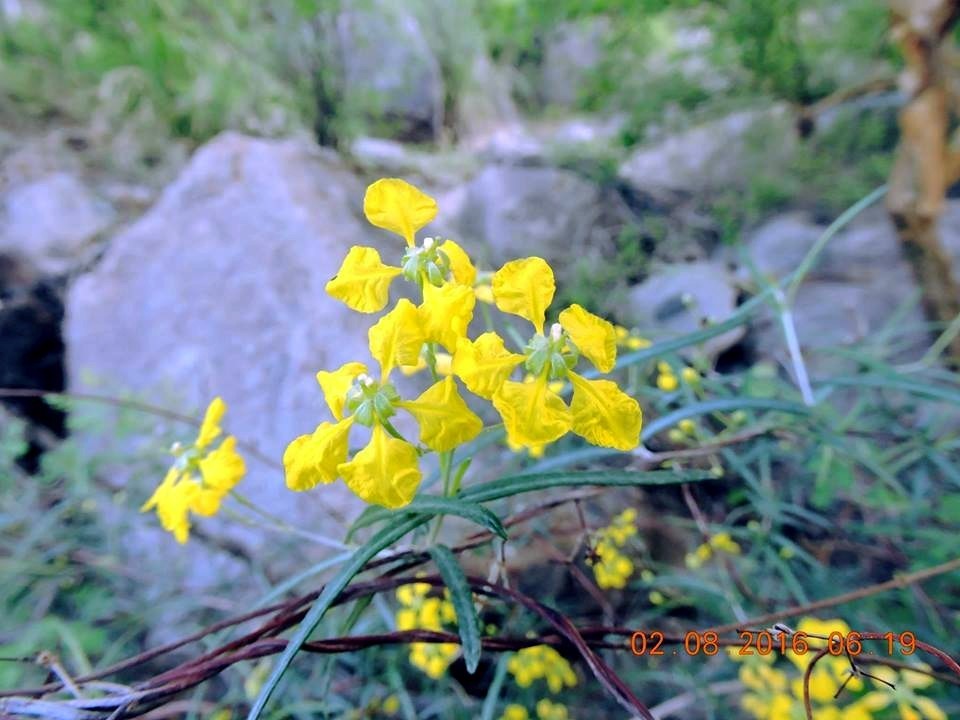 Janusia linearis
