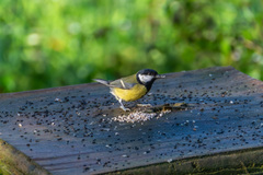 Parus major